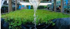 Aquaponics: a smart innovation